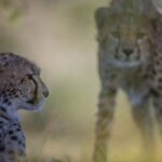 Kicheche Laikipia Camp, Ol Pejeta Conservancy