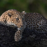 Kicheche Laikipia Camp, Ol Pejeta Conservancy