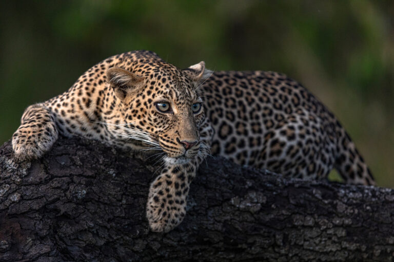 Kicheche Laikipia Camp, Ol Pejeta Conservancy