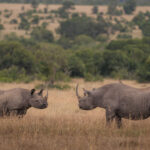 Kicheche Laikipia Camp, Ol Pejeta Conservancy