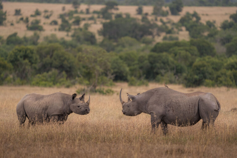 Kicheche Laikipia Camp, Ol Pejeta Conservancy
