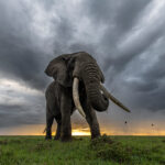 Kicheche Laikipia Camp, Ol Pejeta Conservancy
