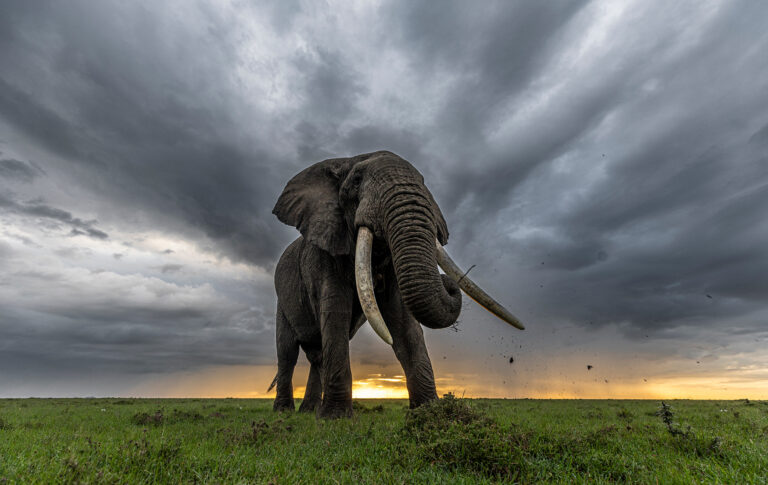 Kicheche Laikipia Camp, Ol Pejeta Conservancy
