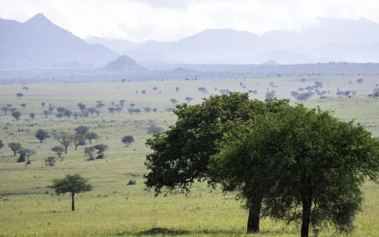 Open savannah of Kidepo Valley National Park