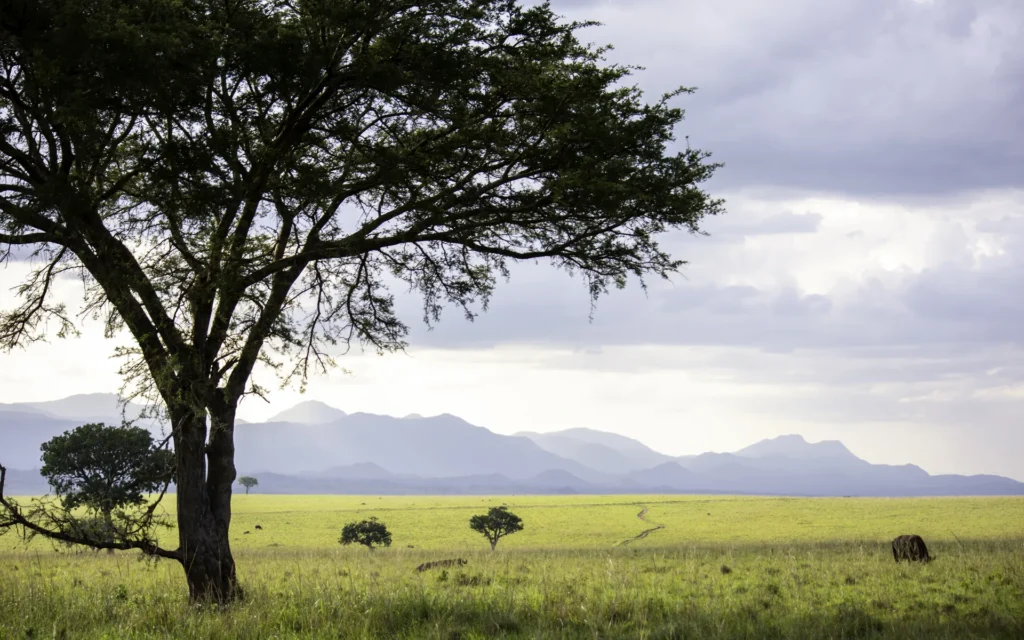 Acacia and mountains in the Narus Valley, Kidepo