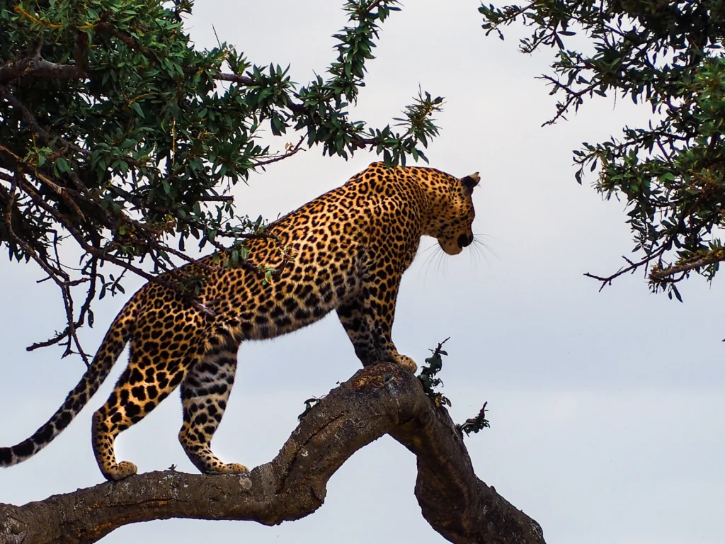 Leopard on a tree branch in the Mara