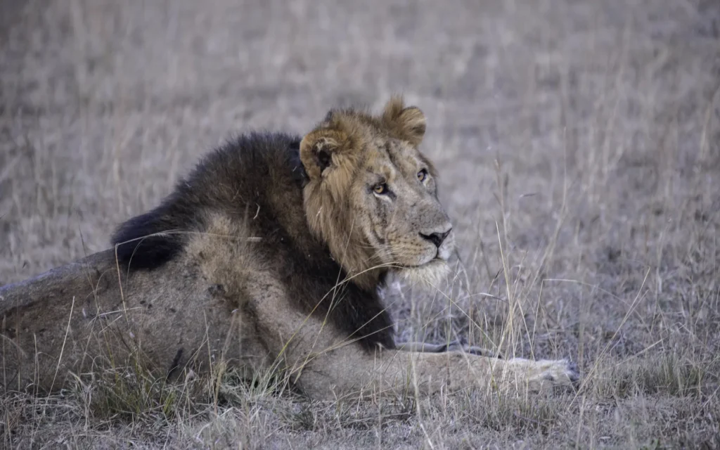 Dark-maned lion in Queen Elizabeth National Park