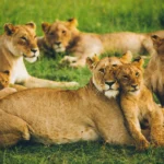 Lion pride in the Masai Mara