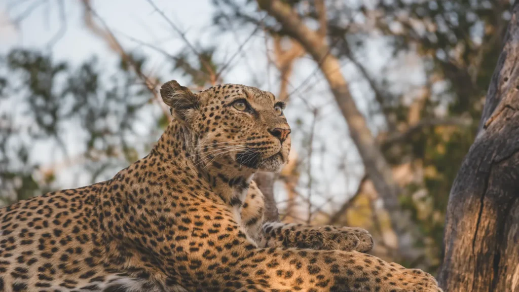 Lion Sands River Lodge, Sabie River, southern Sabi Sand