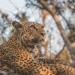 Lion Sands River Lodge, Sabie River, southern Sabi Sand