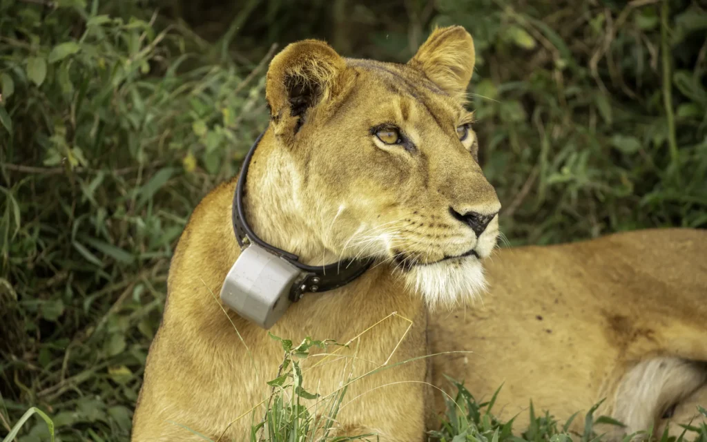 Lioness portrait