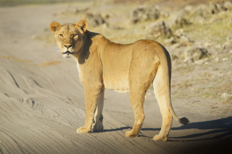Lioness walking on a dirt track