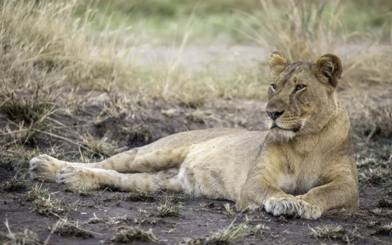 Lions resting on the Kasenyi plains
