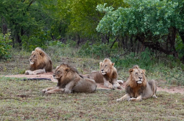 Lions resting in the South African bushveld