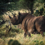 Loisaba Tented Camp, Loisaba Conservancy