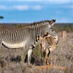 Loisaba Tented Camp, Loisaba Conservancy