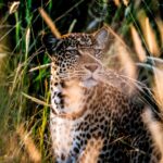 Loisaba Tented Camp, Loisaba Conservancy