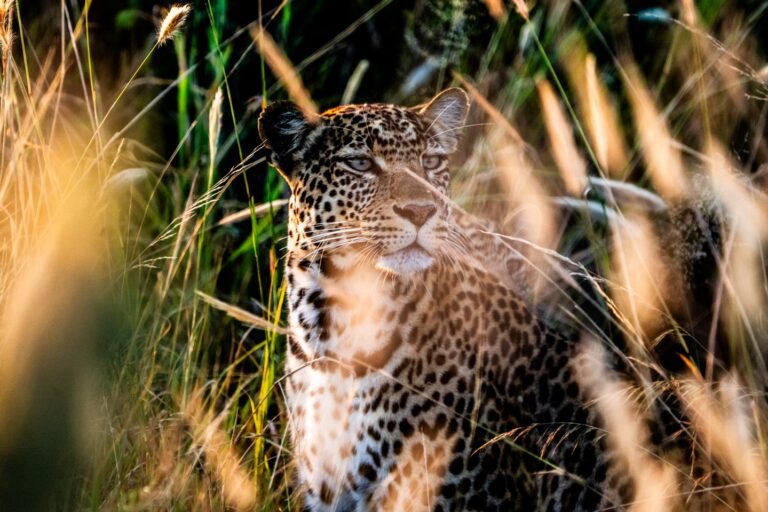Loisaba Tented Camp, Loisaba Conservancy