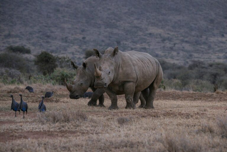 Loisaba Tented Camp, Loisaba Conservancy