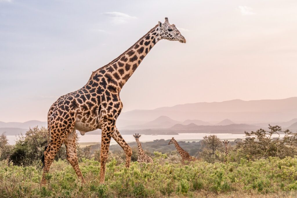 Loldia House, Western shore, Lake Naivasha