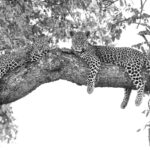 Londolozi Varty Camp, Sand River, western Sabi Sand