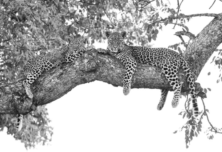 Londolozi Varty Camp, Sand River, western Sabi Sand