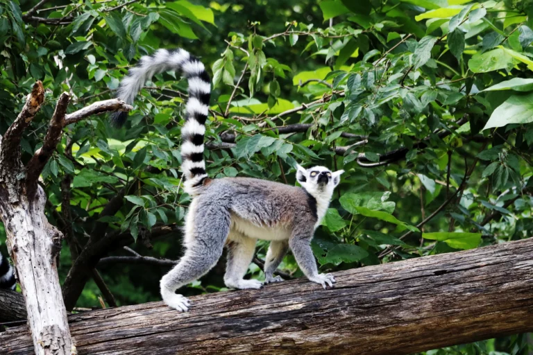 Madagascar rainforest