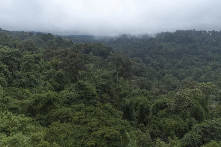 Montane forest of Mount Elgon