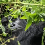 Mountain gorilla feeding among the vines