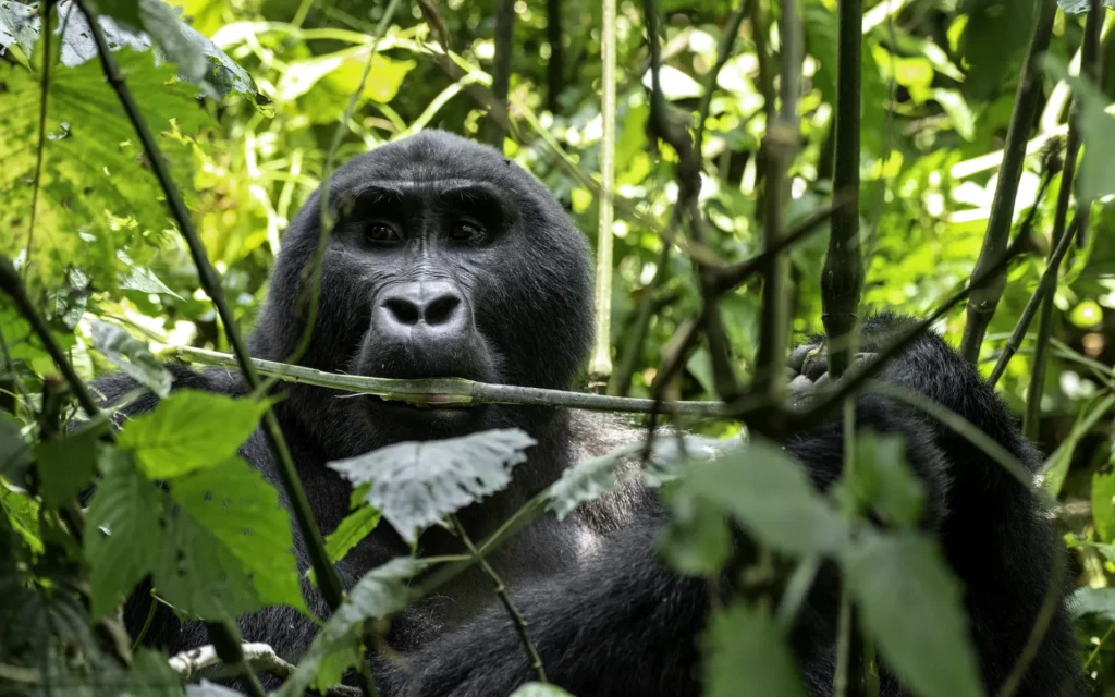 Mountain gorilla resting in the forest undergrowth