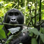 Mountain gorilla resting in the forest undergrowth