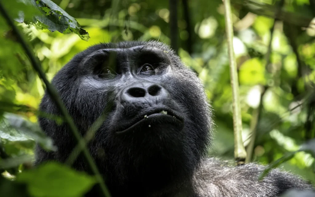 Mountain gorilla looking up through the leaves