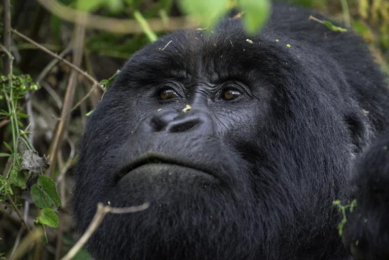 Mountain gorilla silverback in the rainforest