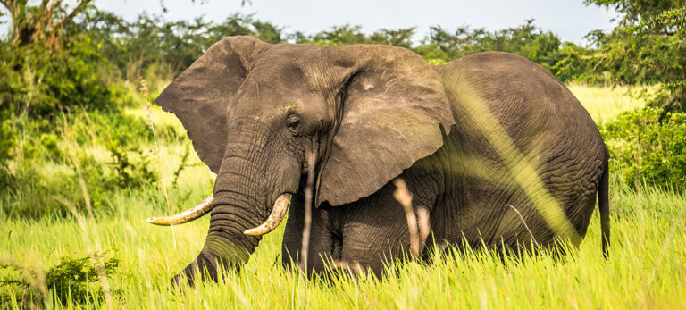 Mweya Safari Lodge, Mweya Peninsula