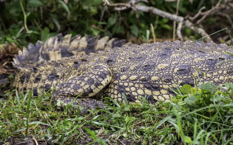 Nile crocodile basking on the bank