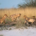 Onguma The Fort, Onguma Nature Reserve, eastern Etosha