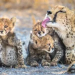 Onguma The Fort, Onguma Nature Reserve, eastern Etosha
