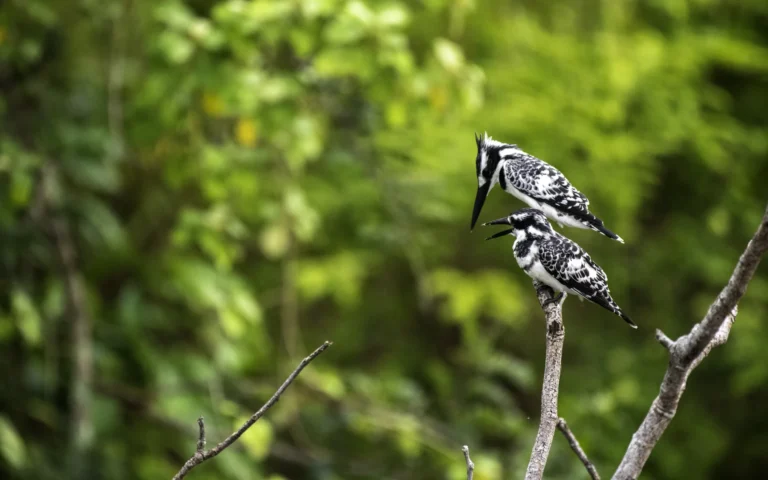 Pied kingfisher
