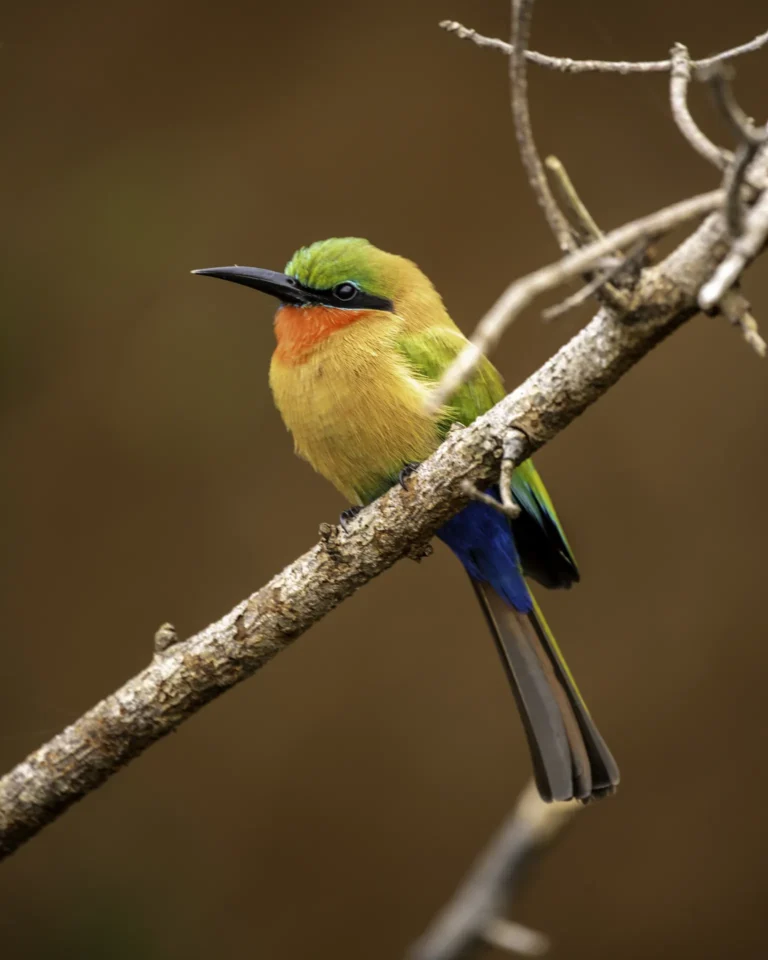 Red-throated bee-eater