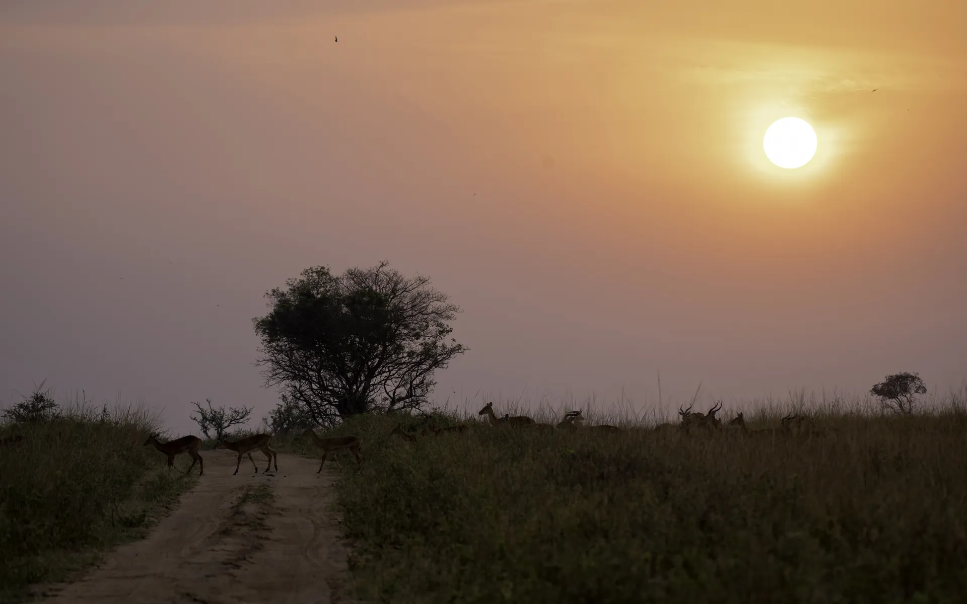 Safari sunset on the plains