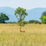 Semliki Safari Lodge, Semliki Valley