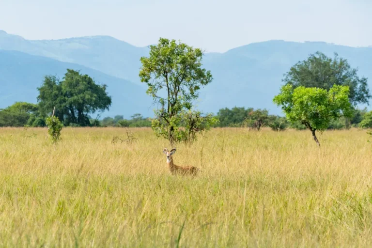 Semliki Safari Lodge, Semliki Valley
