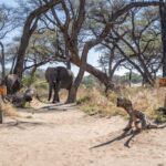 Somalisa Camp, Kennedy Vlei, eastern Hwange