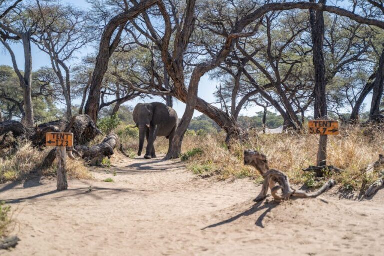 Somalisa Camp, Kennedy Vlei, eastern Hwange