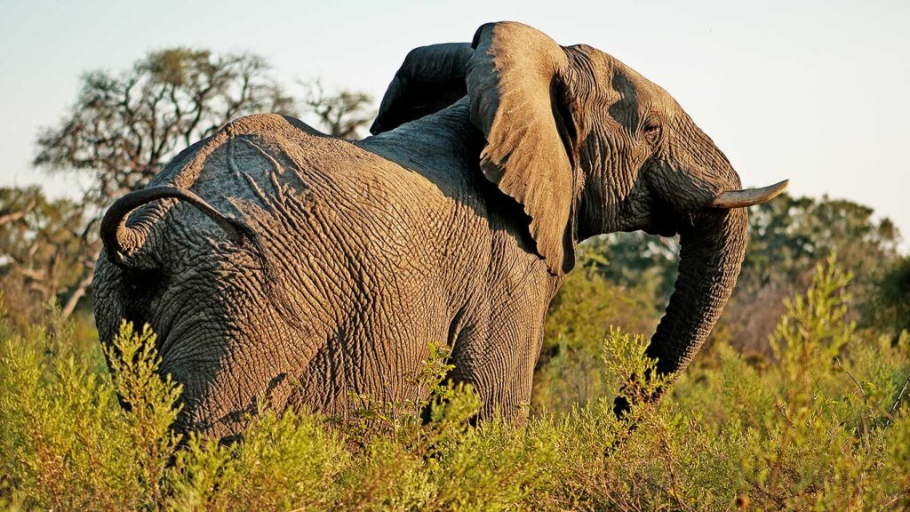 Tarangire Treetops, Randilen Wildlife Management Area
