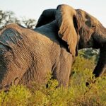 Tarangire Treetops, Randilen Wildlife Management Area