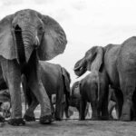 The Hide Safari Camp, Eastern Hwange