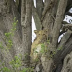 Lioness in a fig tree, Ishasha