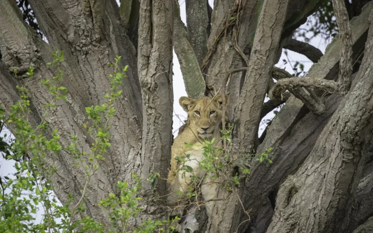 Lioness in a fig tree, Ishasha