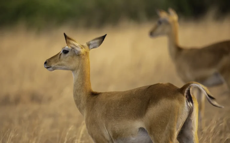 Uganda kob in the golden grass